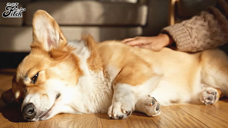 犬目線で美人主人とSEX！私は夫に内緒で従順なペットを飼っています-寂しい巨乳若妻のナマ交尾と飼育愛- 菊乃らん サンプル 1